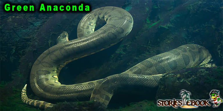 amazon rainforest river Dangerous animals ग्रीन एनाकोंडा Green Anaconda - storiesebook.com