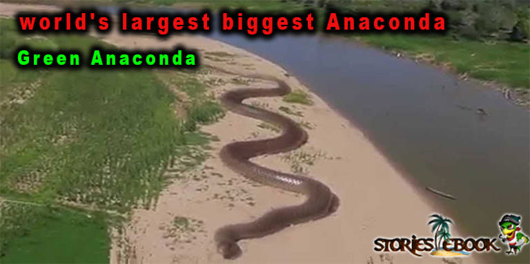 ग्रीन एनाकोंडा Green Anaconda amazon rainforest river Dangerous animals in hindi - storiesebook.com
