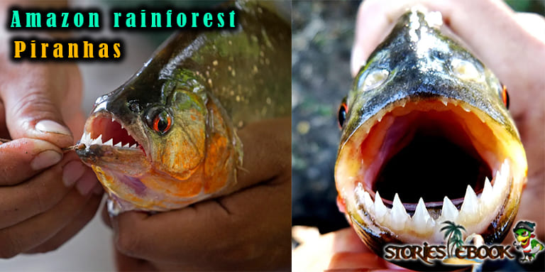 पिरान्हा मछली Piranhas amazon rainforest river Dangerous animals in hindi - storiesebook.com