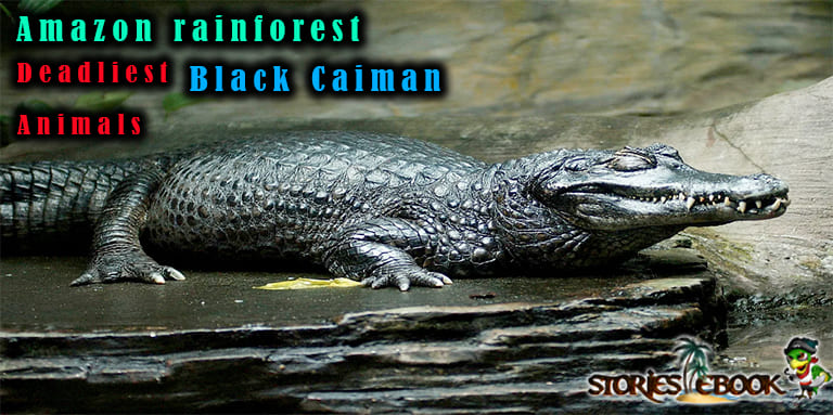 ब्लैक कैमेन Black Caiman amazon rainforest river Dangerous animals in hindi - storiesebook.com