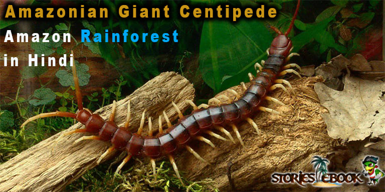 Amazonian Giant Centipede amazon rainforest insects in hindi - storiesebook