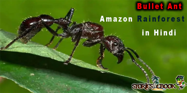 Bullet Ant amazon rainforest insects in hindi - storiesebook