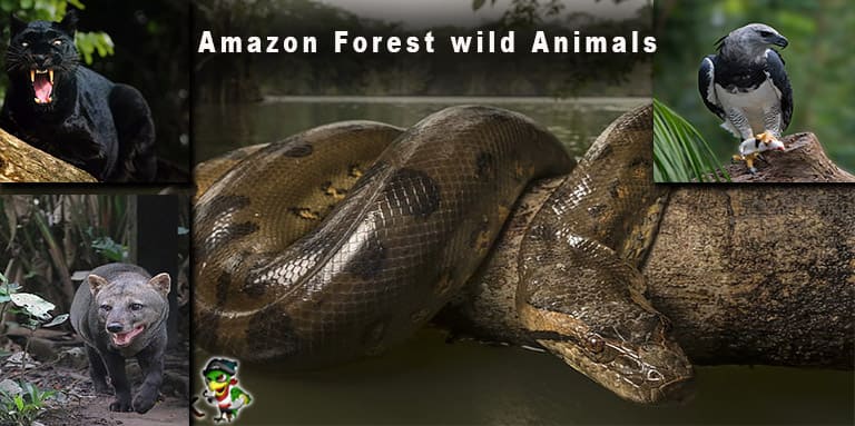 amazon Jungle में रहने वाले जंगली जानवर की प्रजातियां Amazon Forest Species of wild animals in Hindi - storiesebook.com