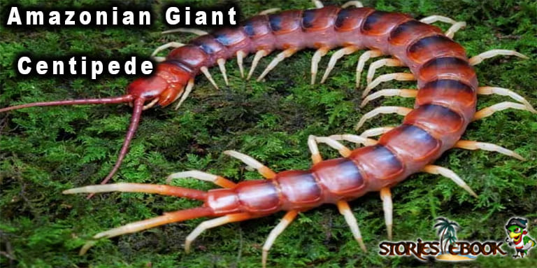अमज़ोनियन जायंट सेंटीपीड Amazonian Giant Centipede amazon rainforest insects in hindi - storiesebook
