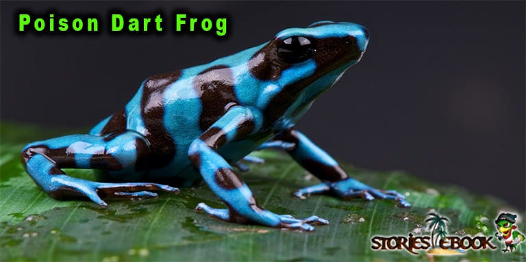 पोइजन डार्ट फ्रॉग Poison Dart Frog amazon rainforest insects in hindi - storiesebook