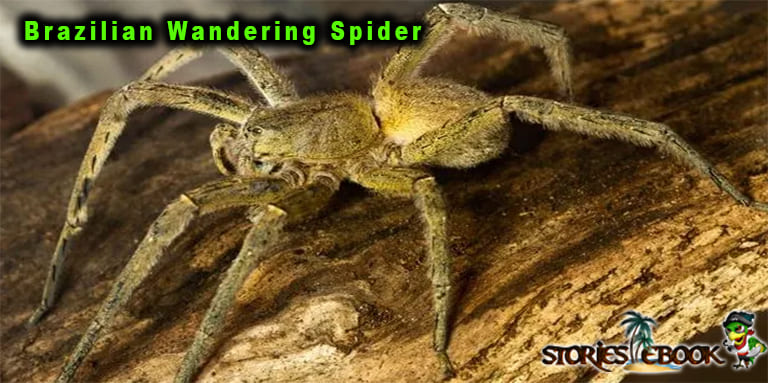 ब्राजीलीयन वनडेरिंग स्पाइडर Brazilian Wandering Spider amazon rainforest insects in hindi - storiesebook