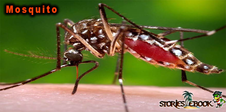 मच्छर Mosquito amazon rainforest insects in hindi - storiesebook